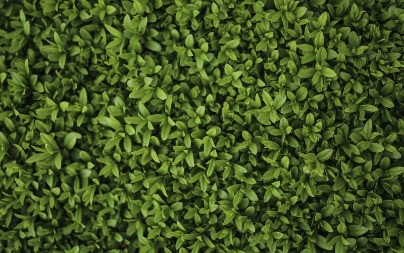 Мелкие листья