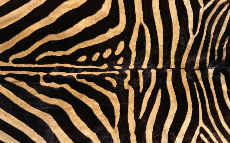 Тигровые полоски