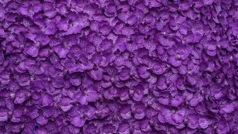 Фиолетовый Пурпл