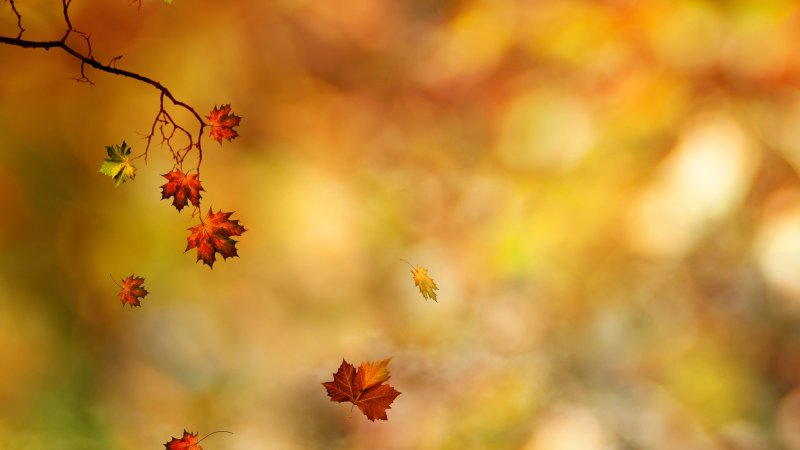 Осенний фон для презентации