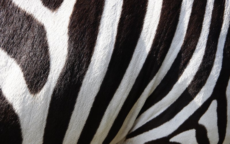 Шерсть зебры