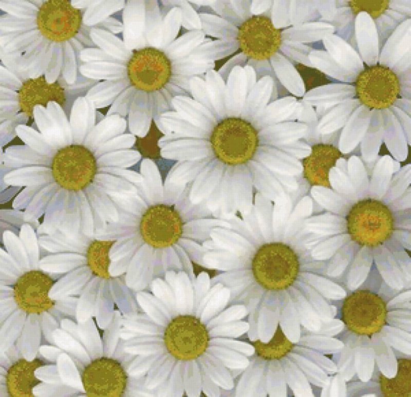 Ромашки на голубом фоне