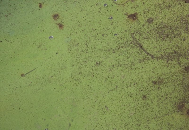 Зелёная текстура с ржавчиной