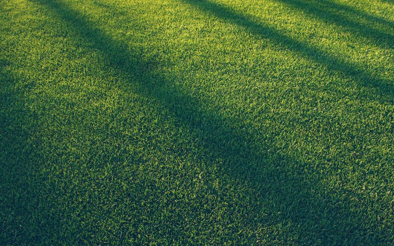 Текстура травы