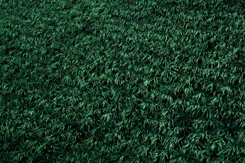 Трава сверху