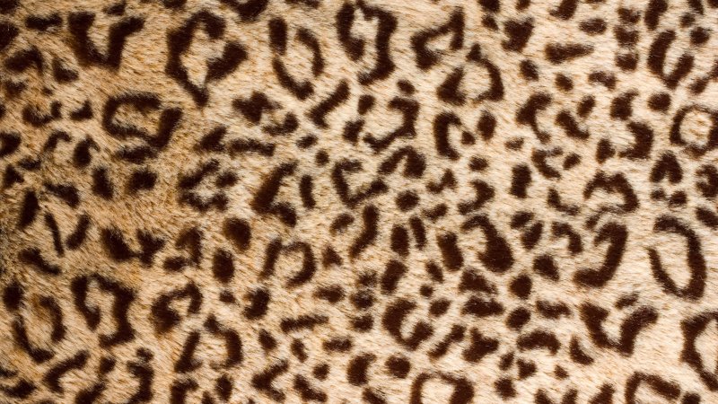 Шкурки оцелота