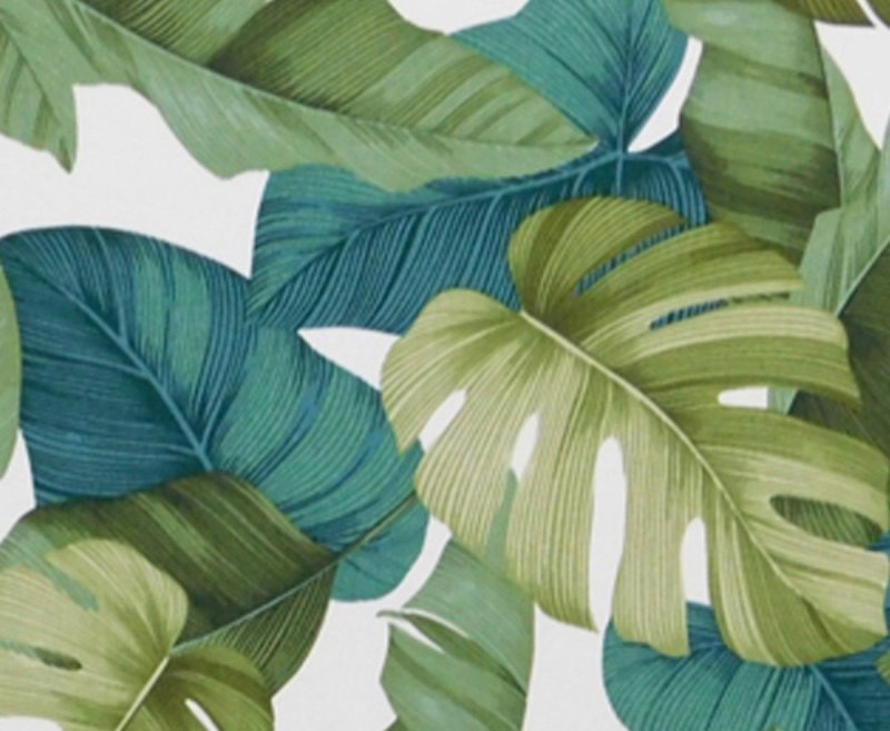 Монстера крупнолисковая голубая