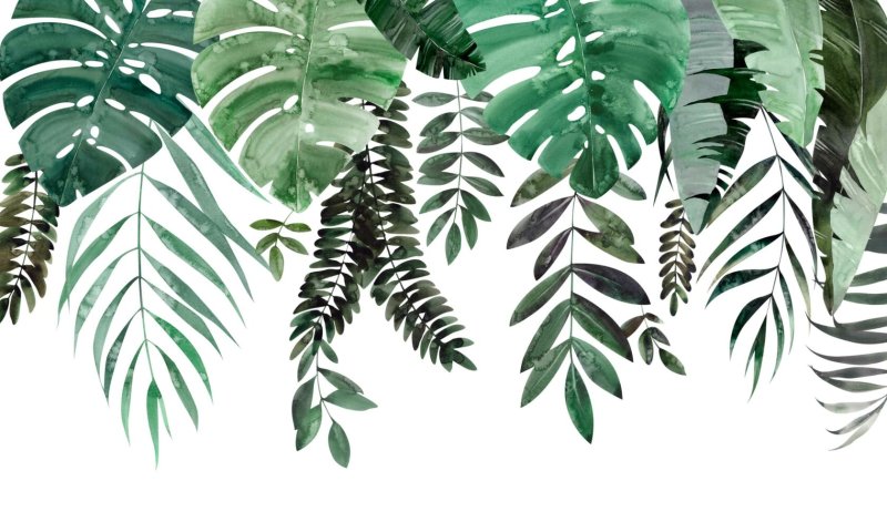 Тропические листья Musa basico