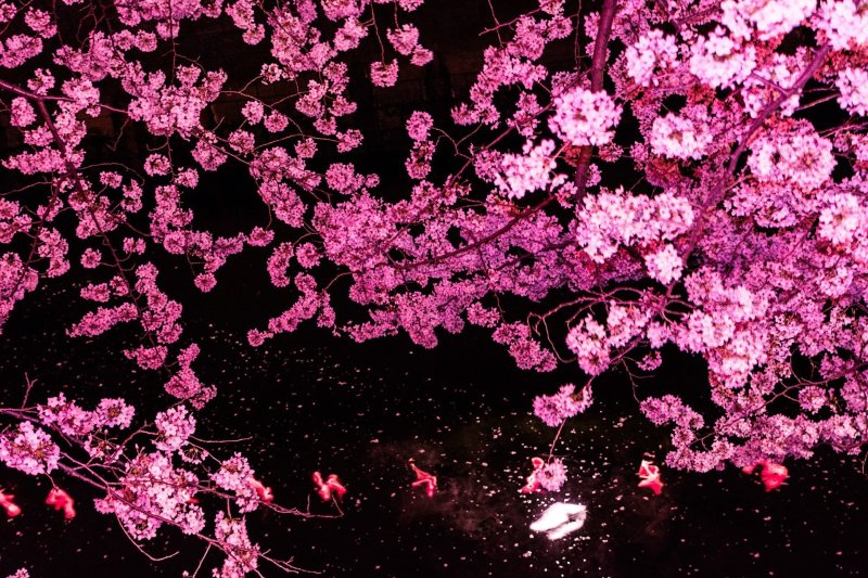 Листья Сакуры Геншин