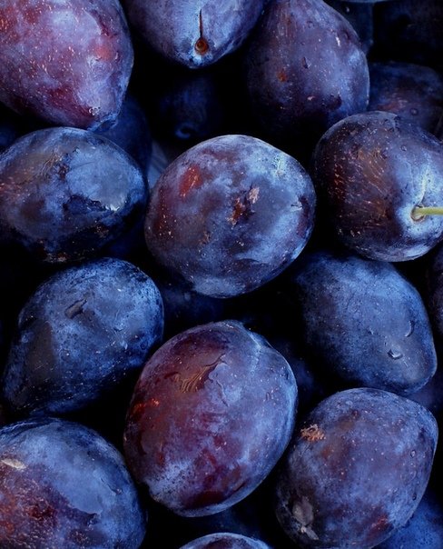 Слива синяя