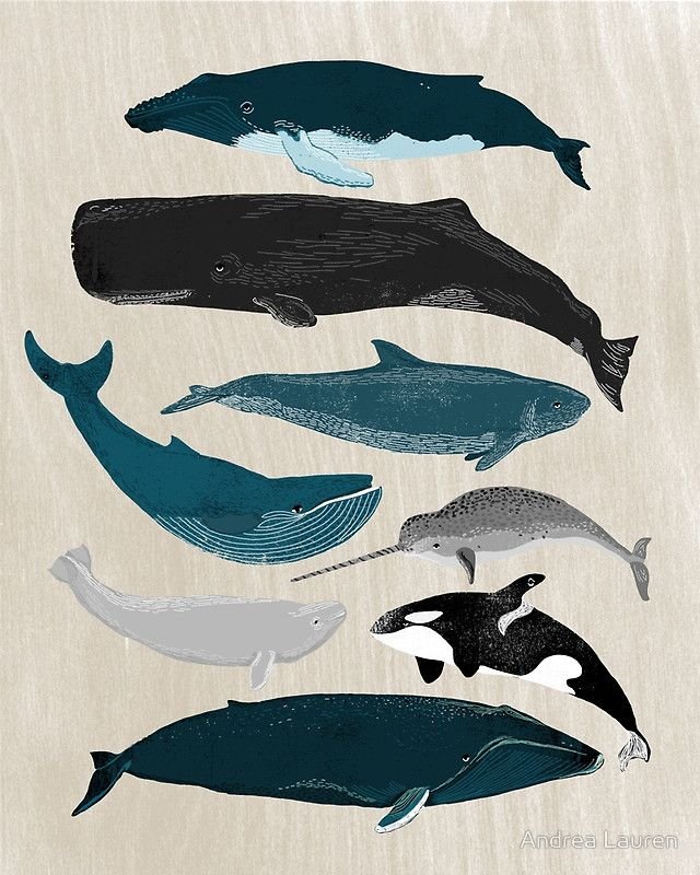 Кит вид сверху