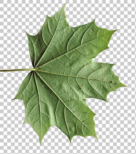 Кленовый лист текстура