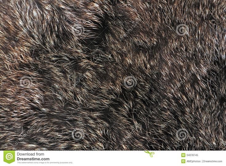 Шерсть медведя текстура