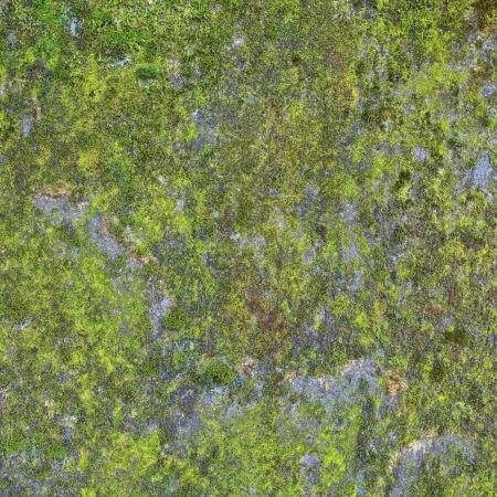 Текстура болота