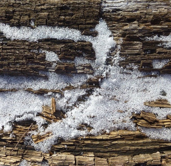 Кора деревьев зимой