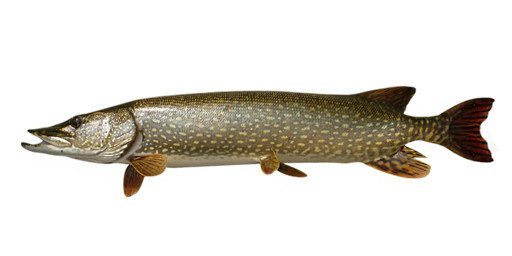 Щука обыкновенная