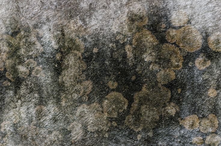 Плесень текстура