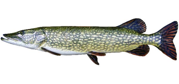 Щука Живая вид сбоку