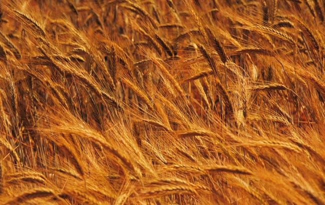Пшеница текстура