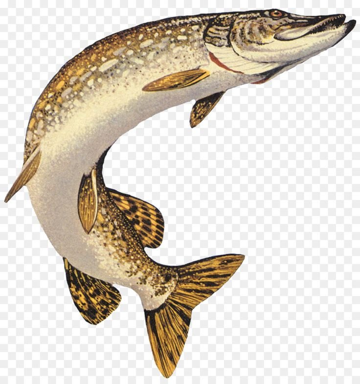 Esox kronneri