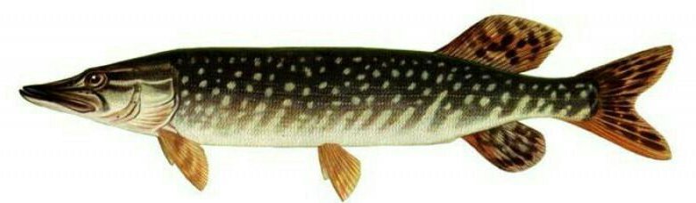 Обыкновенная щука (Esox Lucius)
