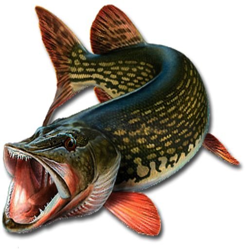 Рыба щука