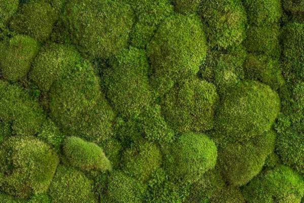 Мох ягель зеленый