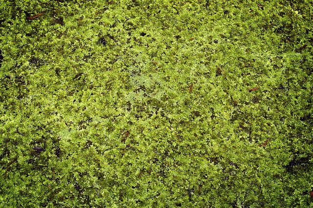 Мох фактура