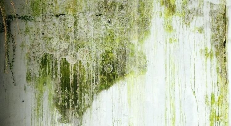 Плесень на бетонной стене