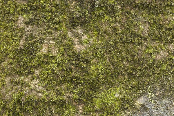 Мох текстура