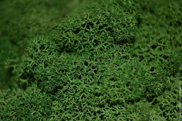 Мох ягель зеленый