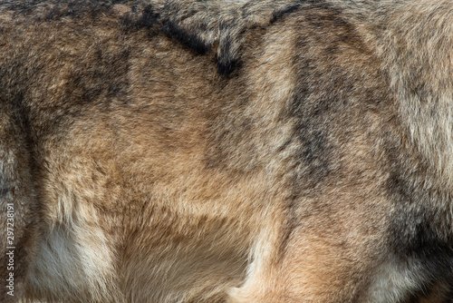 Шерсть волка