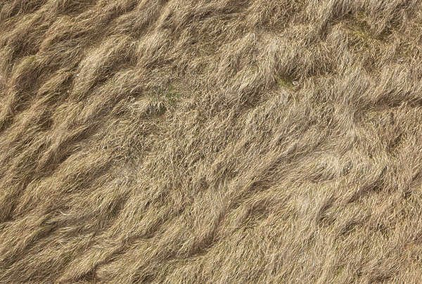 Текстура древесных волокон