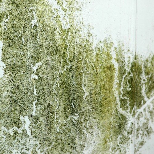 Плесень текстура