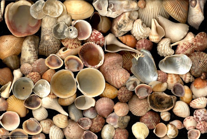 Природный материал ракушки