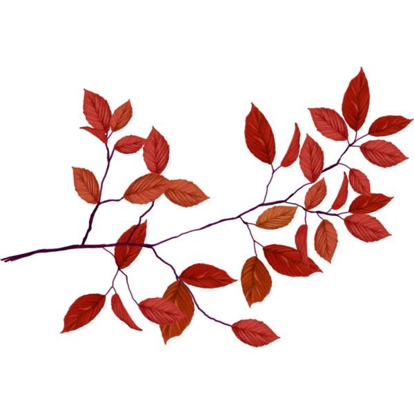 Ветка дерева с листьями