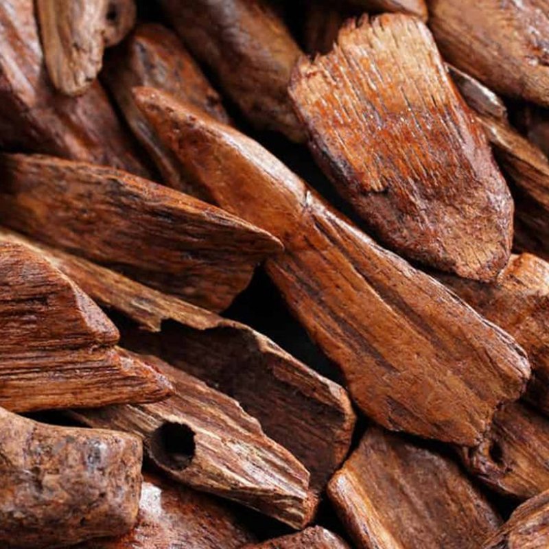 Сандаловое дерево в Индии