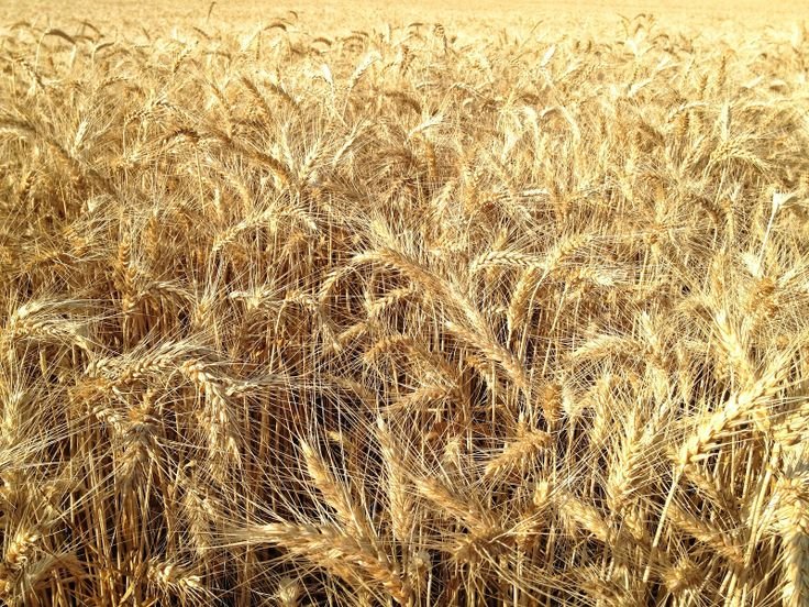 Пшеница текстура