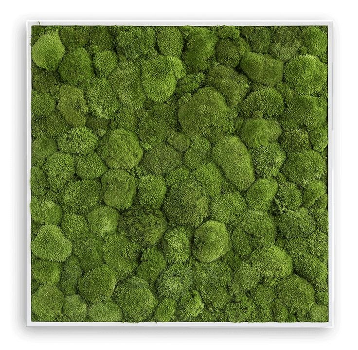 Кочковый мох