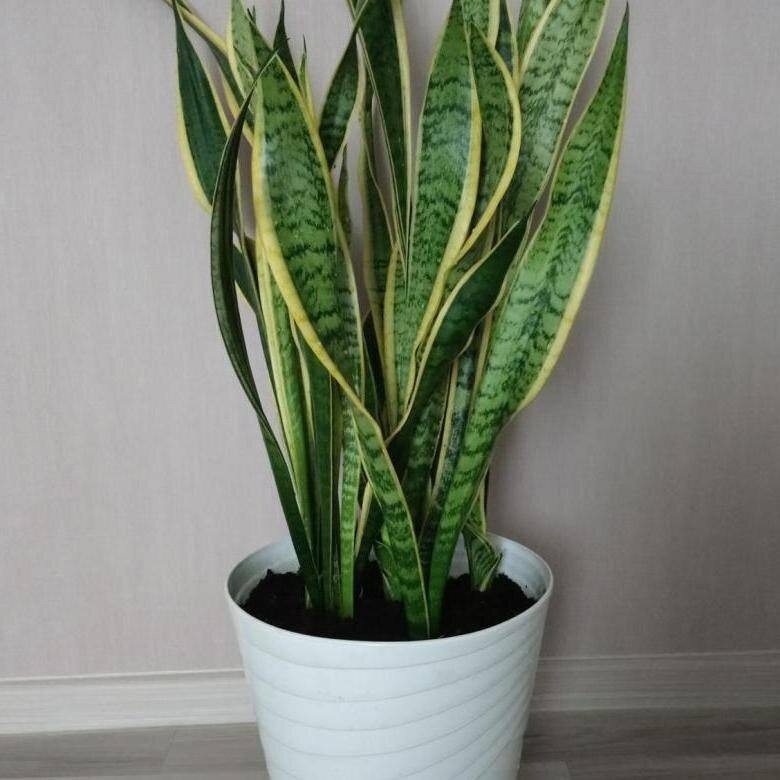 Сансевиерия Тещин язык