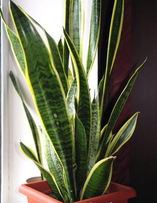 Сансевиерия Тещин язык