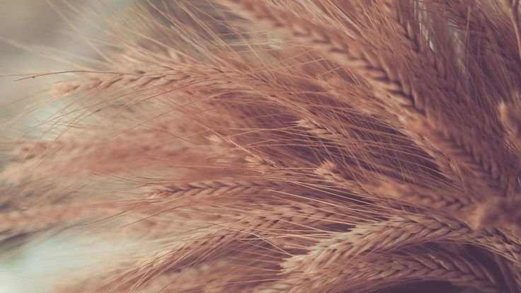 Поле с колосками