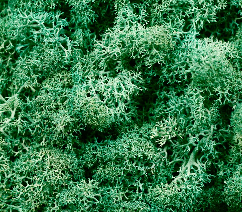 Разность декоративных мхов