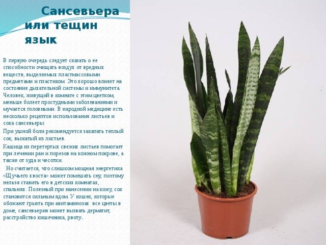 Сансевиерия Тещин язык