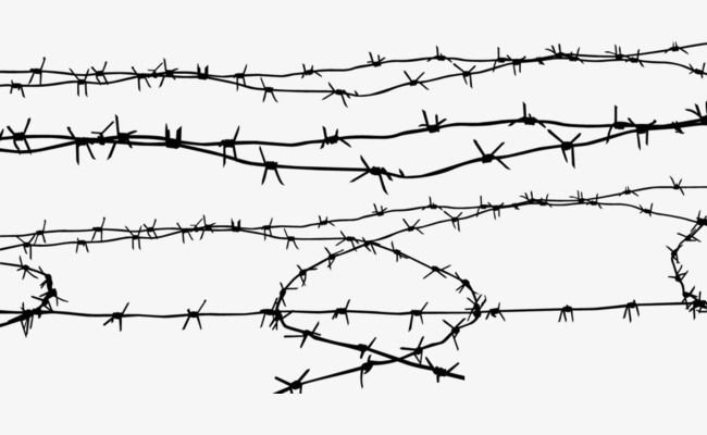 Колючая проволока на белом фоне