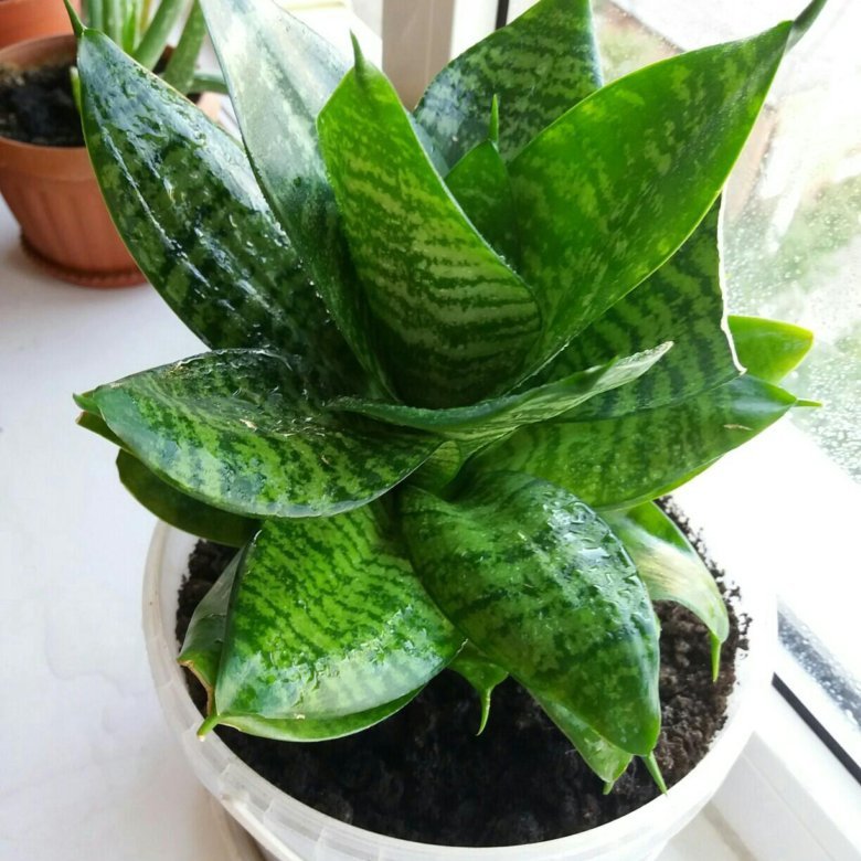 Сансевиерия Ханни цветение