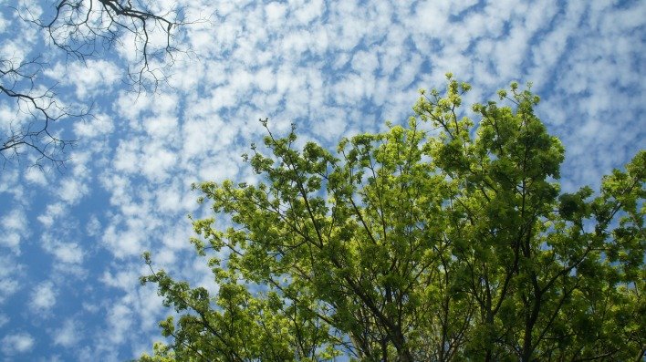 Небо деревья