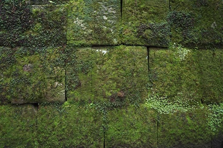 Замшелые каменные кирпичи