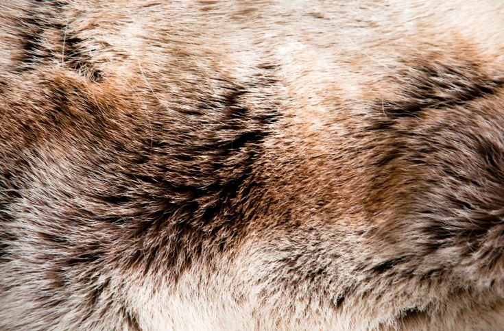 Шкуры животных
