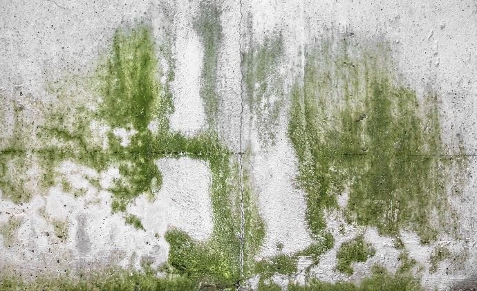 Плесень на стене текстура